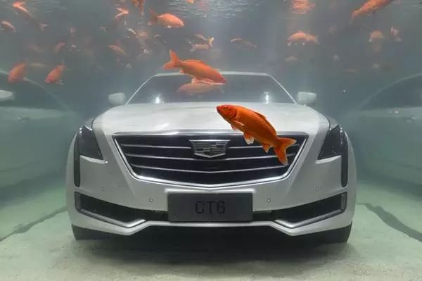 <b>汽车泡水了怎么办，还能驾驶吗，有什么危害吗</b>