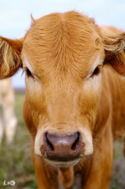 车管所提醒，2018年年检取消这些收费项目，别也被黄牛忽悠了