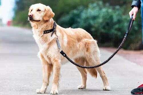 汽车撞了宠物狗责任在谁？车主一定要赔偿吗？